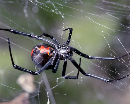 örümcek, spider, haşeremarket, pest control